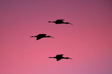 StockSnap_GT7EQY1TF7_birdmigration_movingtoSaaS_BP